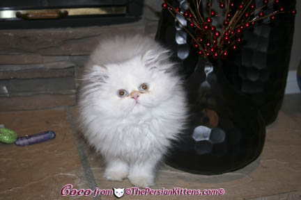 Pictures of Persian Kittens