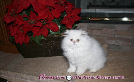Pictures of Persian Kittens
