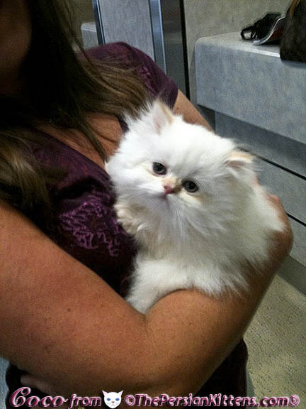 Pictures of Persian Kittens