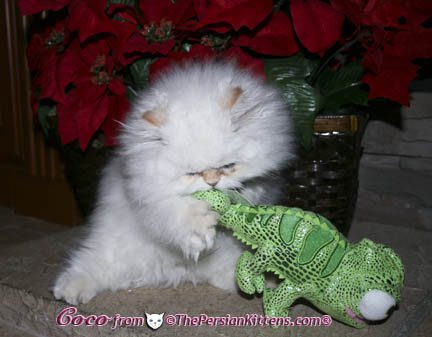 Pictures of Persian Kittens