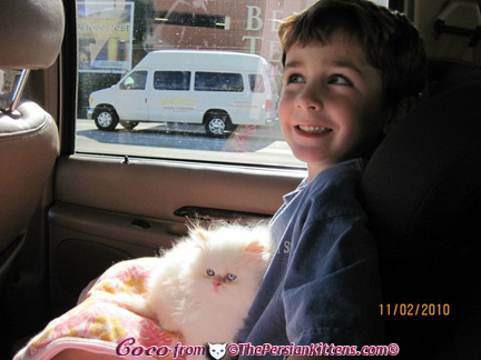 Pictures of Persian Kittens