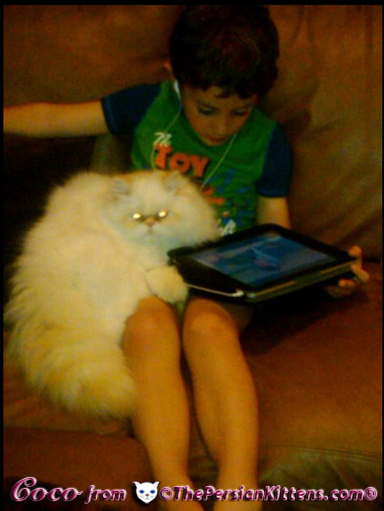 Pictures of Persian Kittens 2