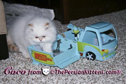 Persian Kittens Pictures