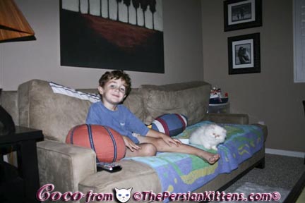 Persian Kittens Pictures