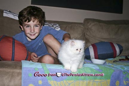 Persian Kittens Pictures