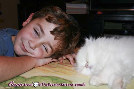Persian Kittens Pictures