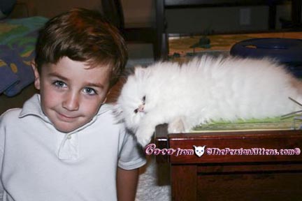 Persian Kittens Pictures