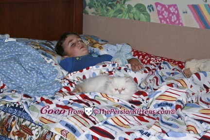 Persian Kittens Pictures