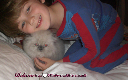 Persian Kitten with children