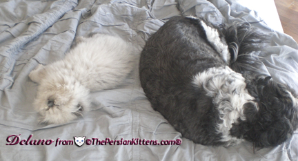 Persian Kitten Picture