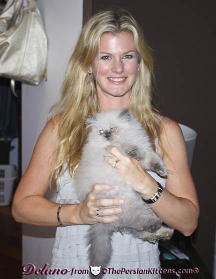 Persian Kitten with children