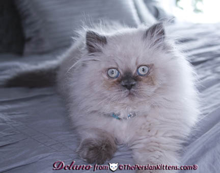 Persian Kitten Picture