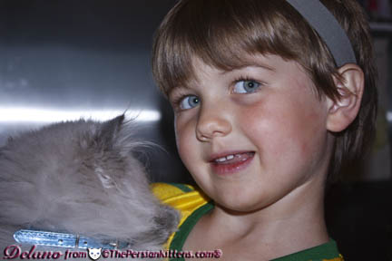 Persian Kitten Picture