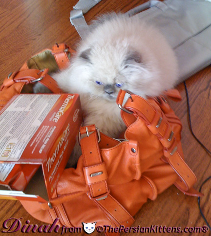 Pictures of Persian Kittens