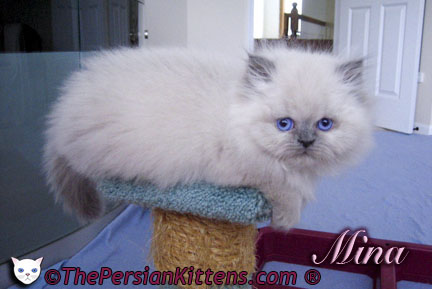Persian Kittens Pictures