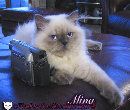 Persian Kittens Pictures