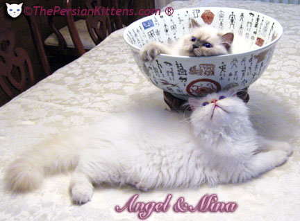 Persian Kittens Pictures