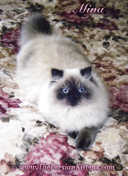 Persian Kittens Pictures of Mina at Christmas
