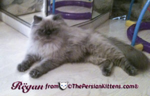 lilac point persian kitten