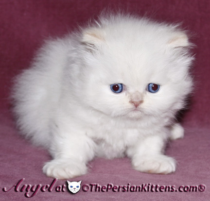 persian kittens