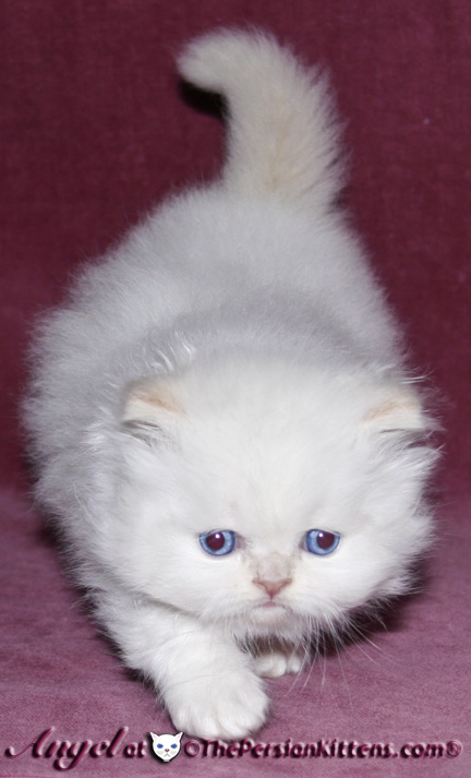 persian kittens