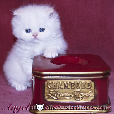 persian kittens