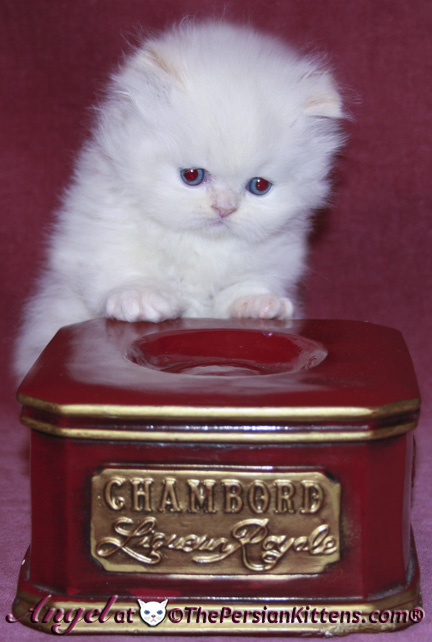 persian kittens