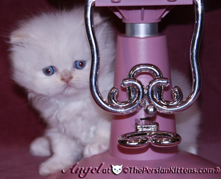 persian kittens