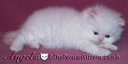 persian kittens