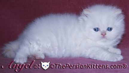 persian kittens