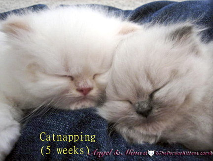 persian kittens