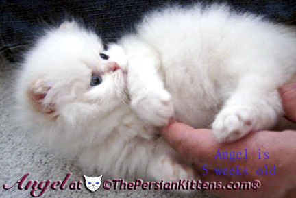 persian kittens