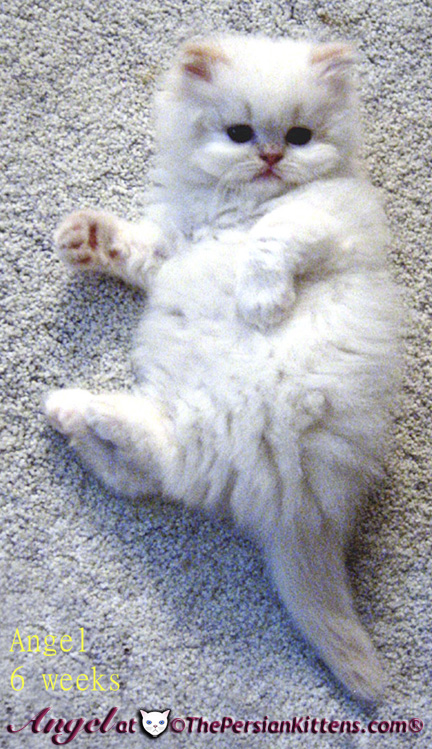 persian kittens