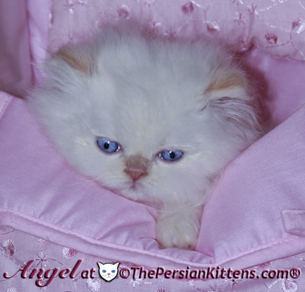 persian kittens