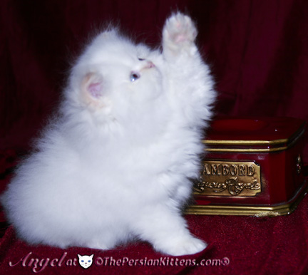 persian kittens