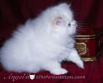 persian kittens