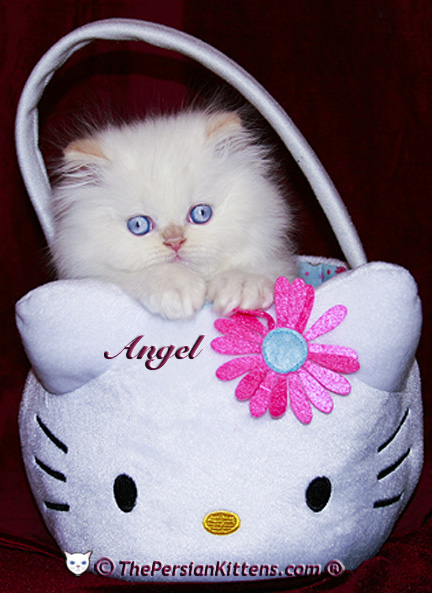 persian kittens