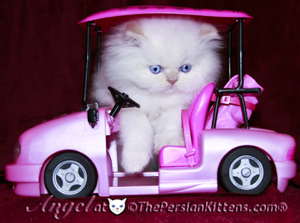 persian kittens