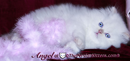 persian kittens