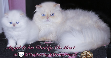 persian cats images persian kittens picture