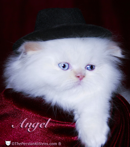 Cute White Blue Eyes Persian Kittens cute persian kittens images