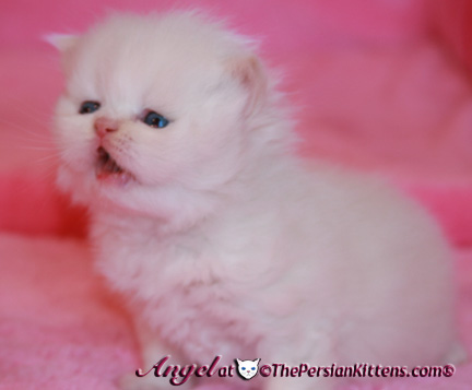 persian kittens