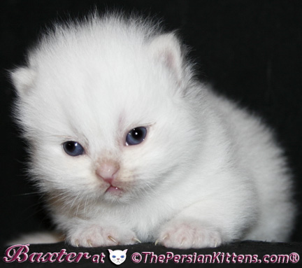 persian kittens