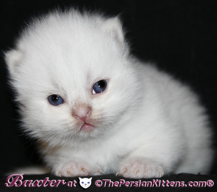 persian kittens