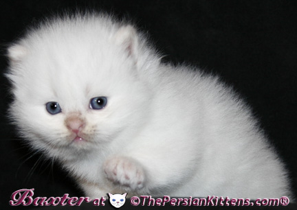 persian kittens