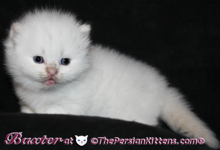 persian kittens