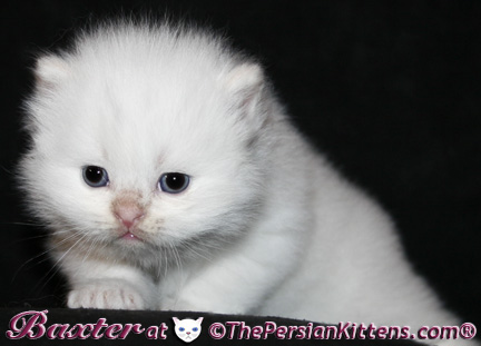 persian kittens