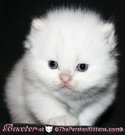 persian kittens