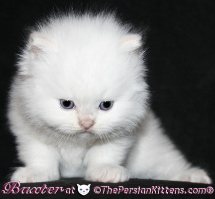 persian kittens