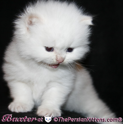 persian kittens